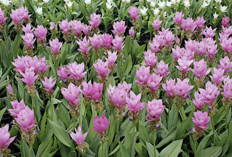 curcuma fiori