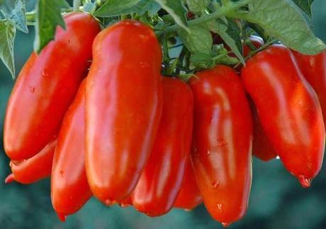 La prima collaborazione di Viaggi Culinari. L'Azienda Agrigenus: spaghetti al pomodoro