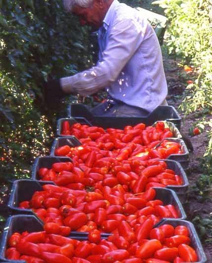 La prima collaborazione di Viaggi Culinari. L'Azienda Agrigenus: spaghetti al pomodoro