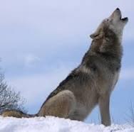 “Il lupo intorno a noi. Convivere con l’animale più affascinante e incompreso dei nostri boschi”