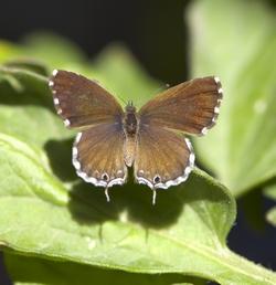 Cacyreus marshalli