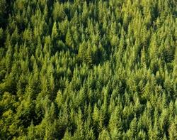 Gli alberi sono i principali produttori di ossigeno sulla Terra