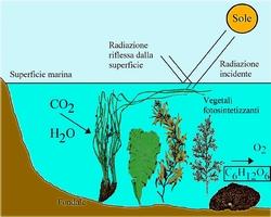 Fotosintesi anossigenica - le piante acquatiche