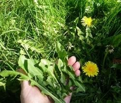 Foglie di tarassaco (Taraxacum officinale)