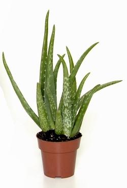 Aloe in vaso
