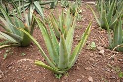 Aloe in natura