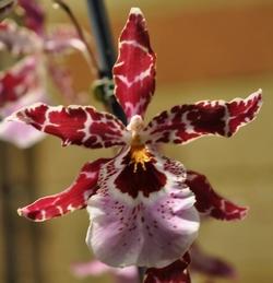 Orchidea Cambria