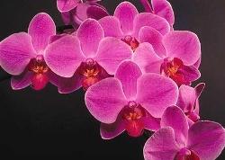 Orchidea Phalaenopsis