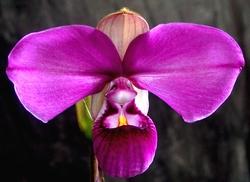 Orchidea Phragmipedium