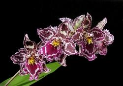 Orchidea: Odontoglossum