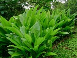 Piante di curcuma