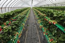 Fragole coltivate fuori suolo in una serra in Giappone