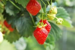 Coltivazione di fragole nel Regno Unito