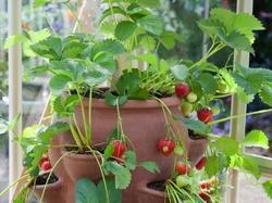 Il vaso per fragole ideale ha buchi anche lateralmente