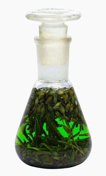 L'eterna giovinezza della Regina d'Ungheria e la sua acqua aromatica