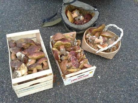 Funghi raccolti in Sila Calabria Funghi: mangiarli senza rischiare