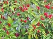 Peperoncino pianta