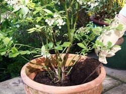 Una pianta di mirtillo in fiore