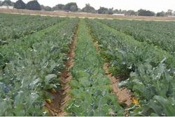 Piante di broccoli pronte per la raccolta