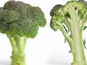 Coltivare broccoli