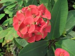 Fiori di euphorbia