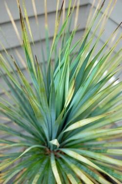 foglie acuminate di colore blu-verde della yucca rostrata