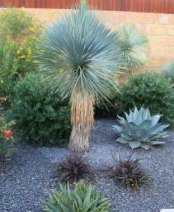 yucca rostrata in giardino