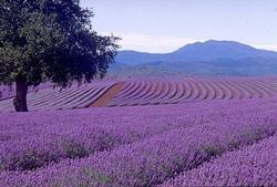 piante aromatiche: la lavanda