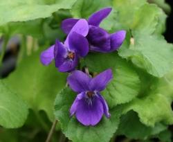 come cresce il fiore della viola