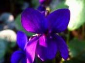 Fiore viola