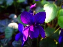 Tipi di viole: viola mammola