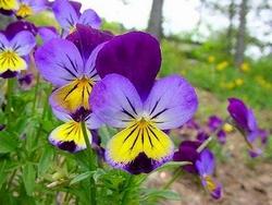 fiore viola all'aperto