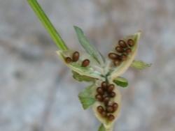 dove si trovano i semi di viola