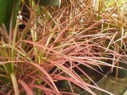 Dracena marginata colorama