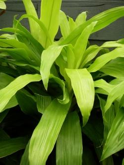 Dracena fragrans limelight.