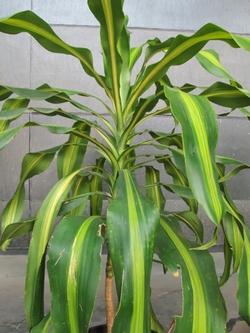 Dracena fragrans.