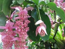 Fiori di medinilla