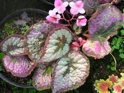 Fioritura di begonia gigante