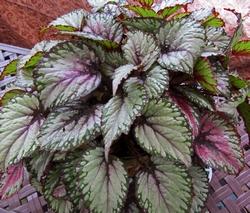 Begonia gigante