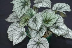 Begonia gigante