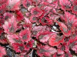 Begonia gigante