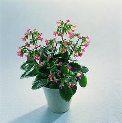 Calancola o Calanchoe