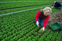 Donna che raccoglie insalata biologica in Germania