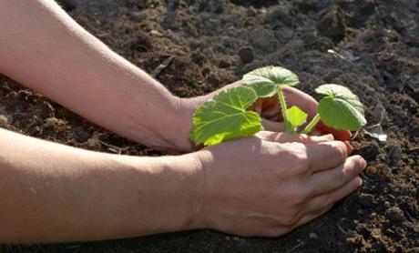 Corsi di Giardinaggio.