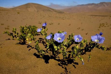 Ci vuole un fiore, il nuovo libro di Marco Sonzogni