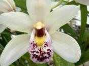 Orchidee Cymbidium