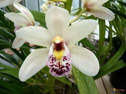 Orchidee Cymbidium bianche