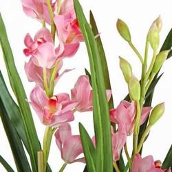Orchidea Cymbidium fuxia