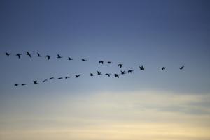 Flock of Canada Geese Flying in V Formation