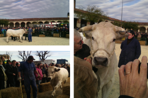 collage 4 - bue in recinto